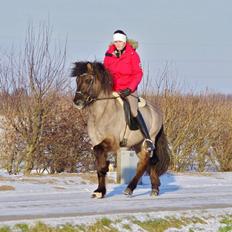 Islænder Dinus fra Lærkegården