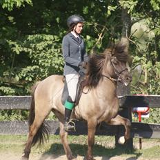 Islænder Dinus fra Lærkegården