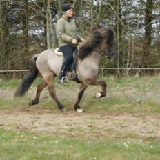 Islænder Dinus fra Lærkegården