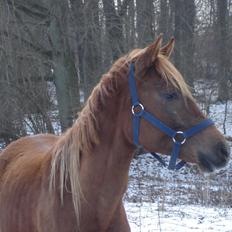 Arabisk fuldblod (OX) Topas