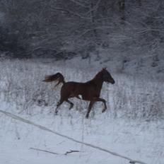 Arabisk fuldblod (OX) Topas