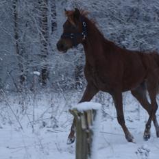 Arabisk fuldblod (OX) Topas