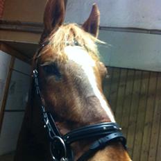 Frederiksborg Junior Søndergaard