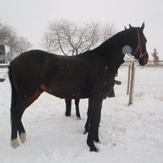 Dansk Varmblod P (  solgt )