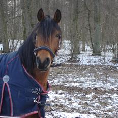 Arabisk fuldblod (OX) malakeh anjum