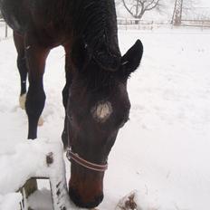 Dansk Varmblod P (  solgt )