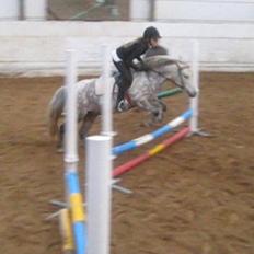 Anden særlig race Yankee