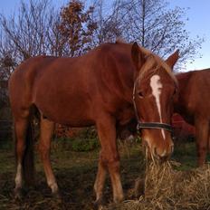 Frederiksborg Bakkegårds Picasso