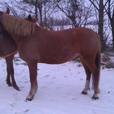 Frederiksborg Bakkegårds Picasso