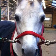 Anden særlig race Frederikke