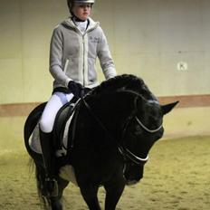 Tysk Sportspony Westendorf Harmonie *B-Pony*