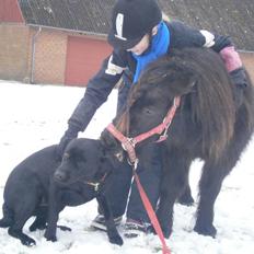 Shetlænder Milimeter