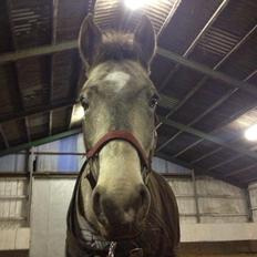 Anden særlig race Roosgårdens Campari