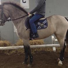 Anden særlig race Roosgårdens Campari