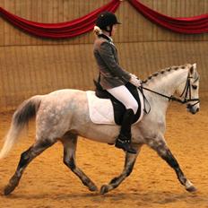 Welsh Pony (sec B) Lyngvejens Marcel  [A-pony]