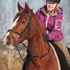 Anden særlig race Fox Trot