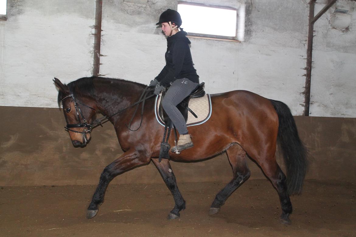 Anden særlig race Desherri billede 9