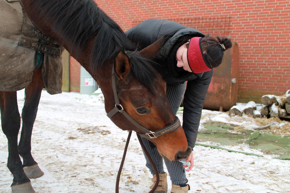 Anden særlig race Desherri billede 14
