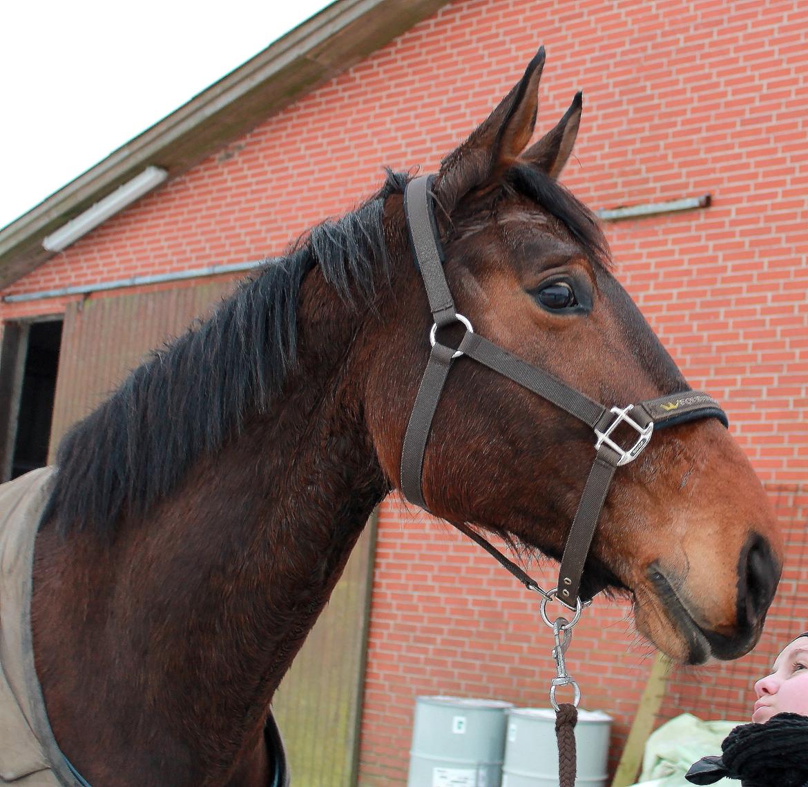 Anden særlig race Desherri billede 11
