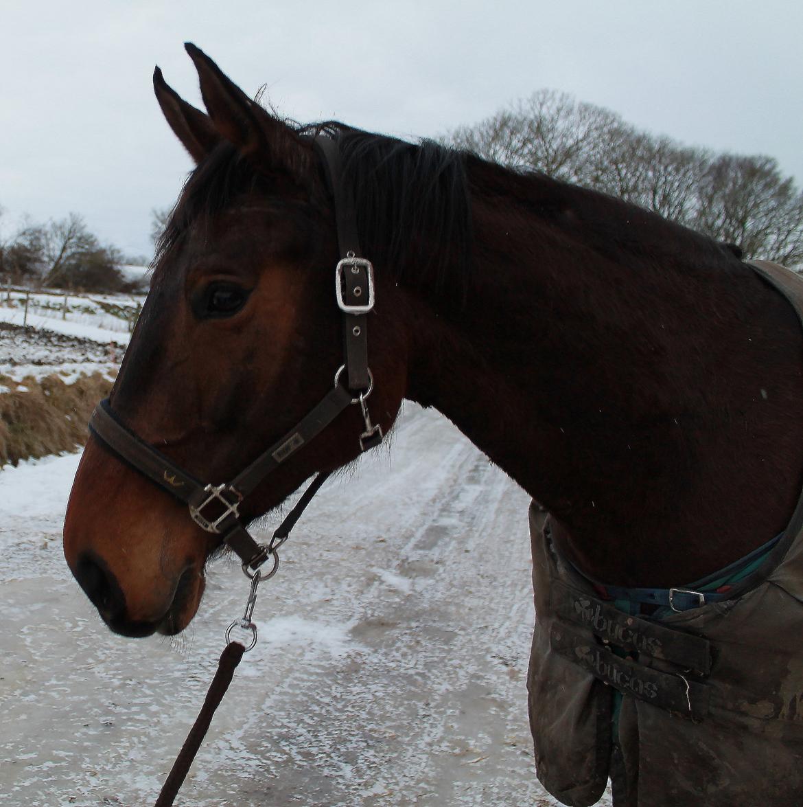 Anden særlig race Desherri billede 2