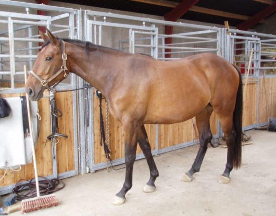 Anden særlig race Desherri billede 4