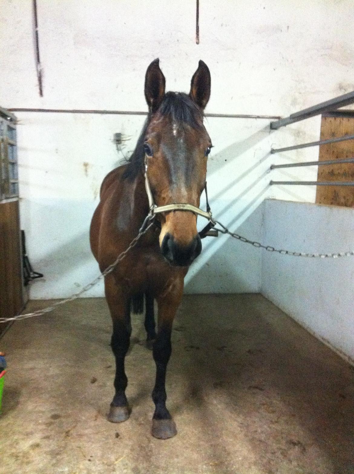 Anden særlig race Desherri billede 13