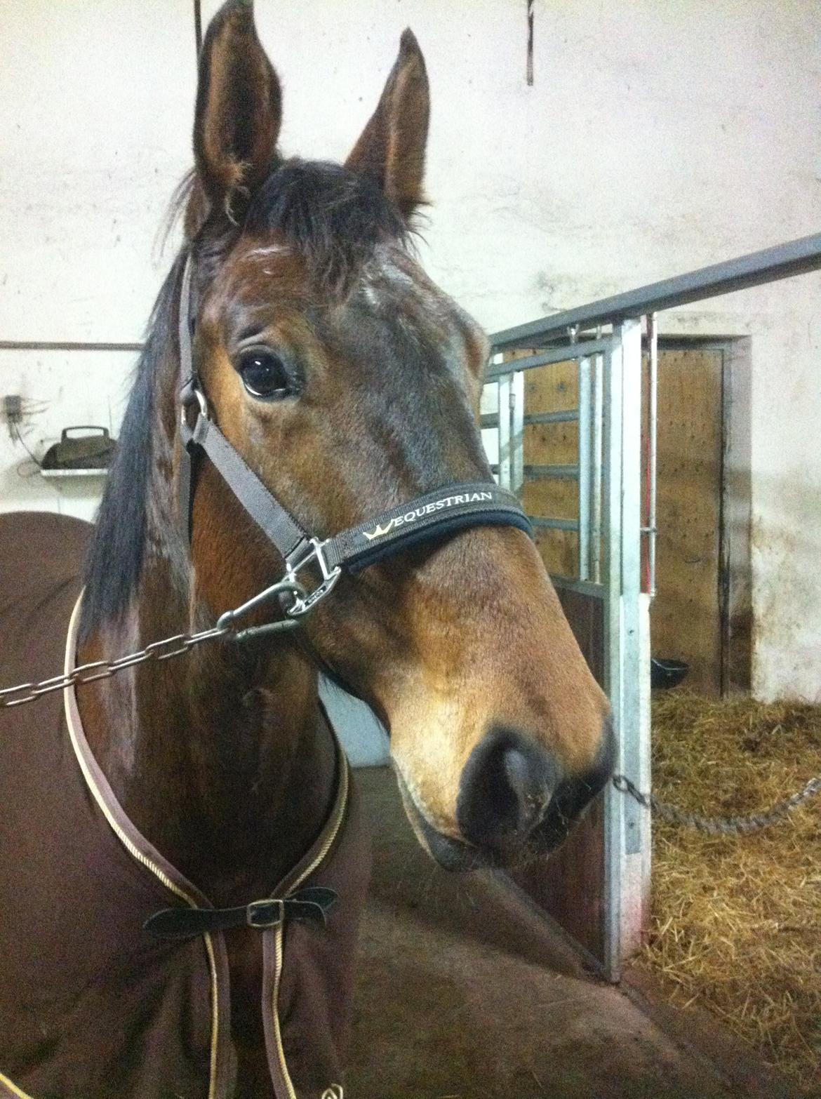 Anden særlig race Desherri billede 7