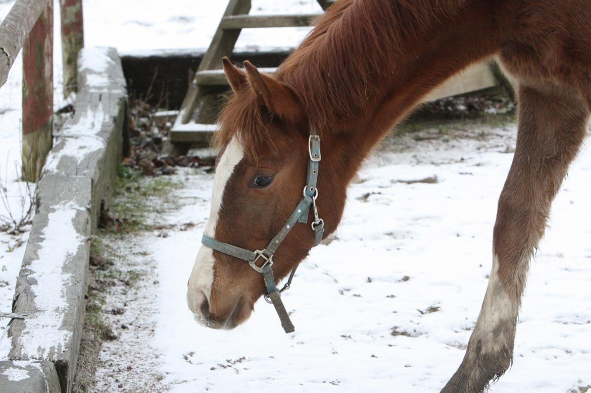 Palomino Royal Diamond billede 1