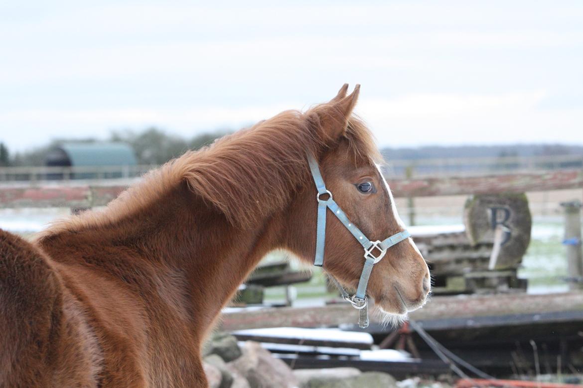 Palomino Royal Diamond billede 2