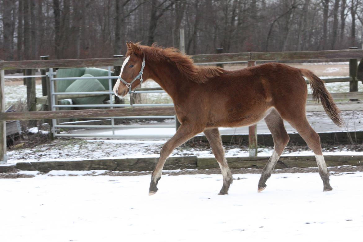 Palomino Royal Diamond billede 3