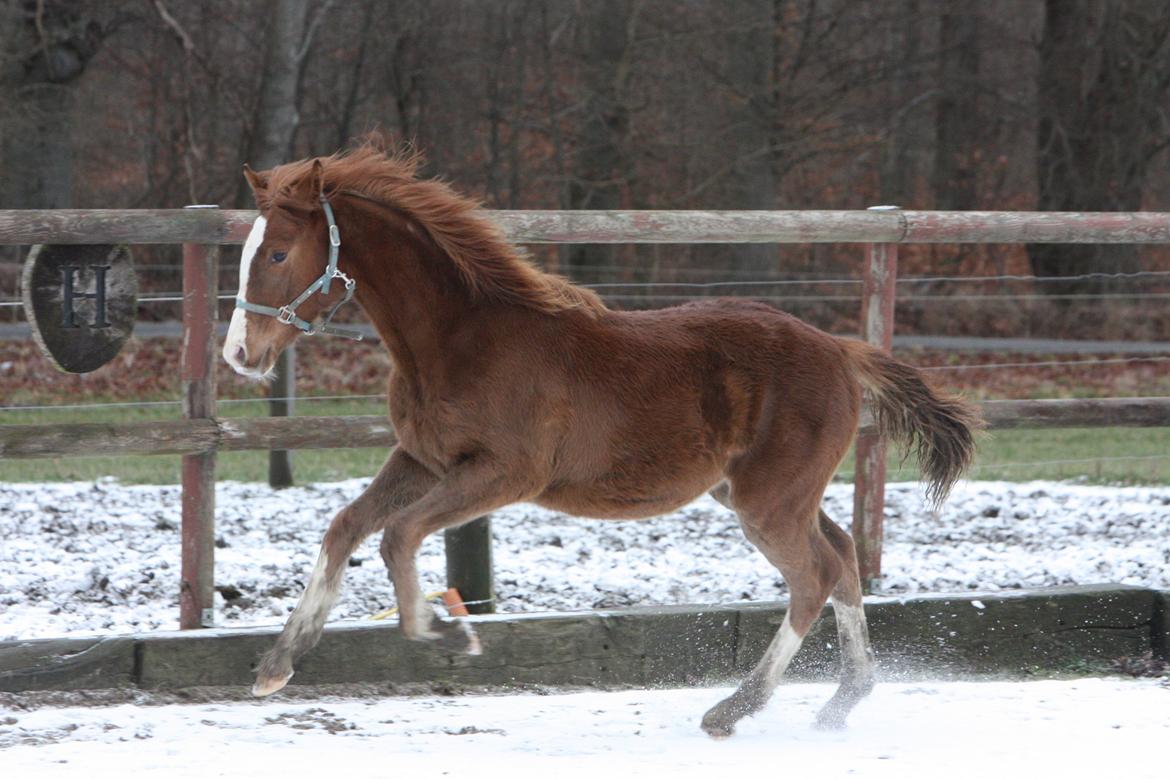 Palomino Royal Diamond billede 4