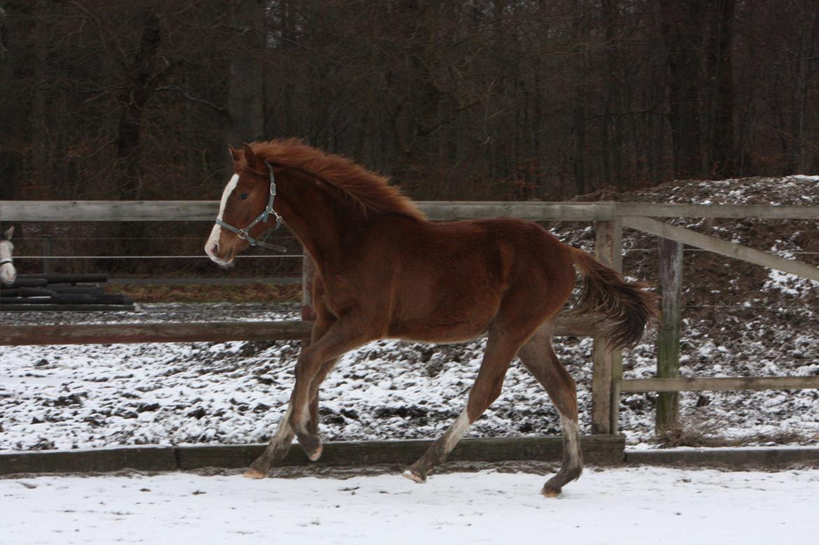 Palomino Royal Diamond billede 5