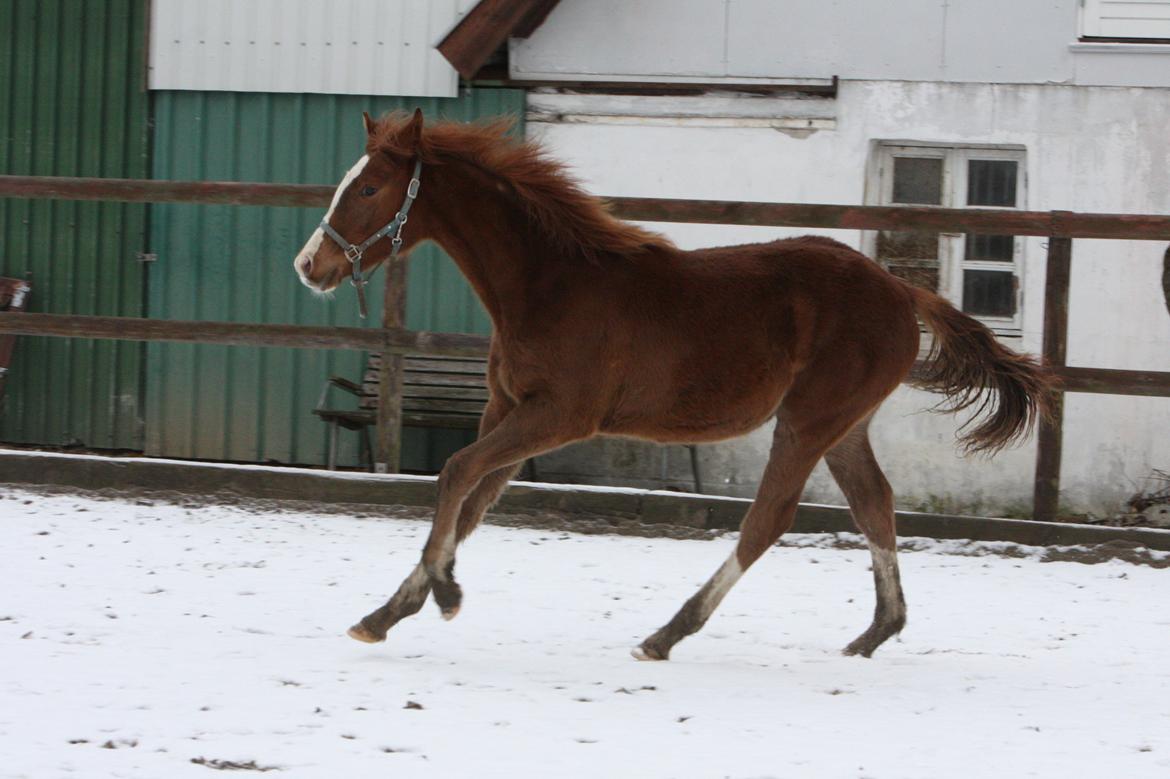Palomino Royal Diamond billede 6