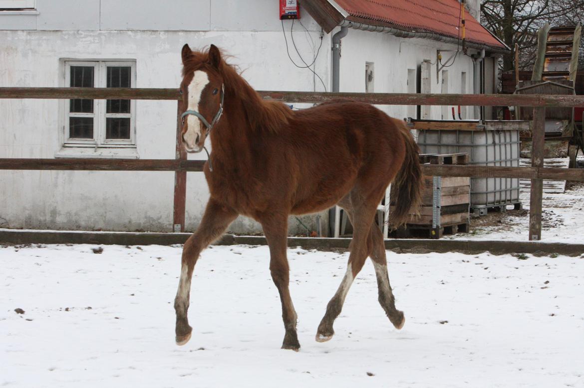 Palomino Royal Diamond billede 7