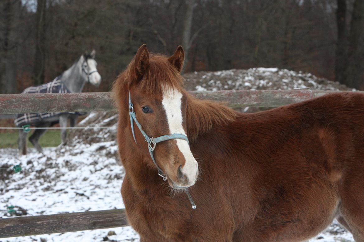 Palomino Royal Diamond billede 8