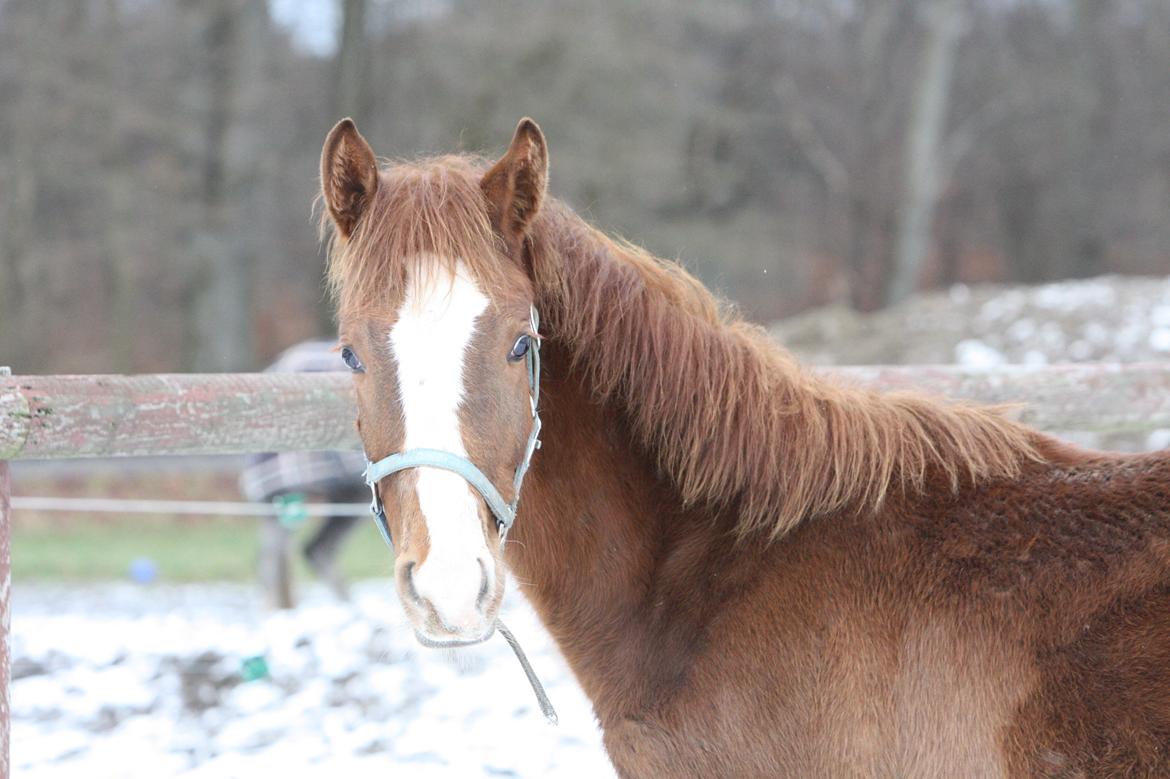 Palomino Royal Diamond billede 9