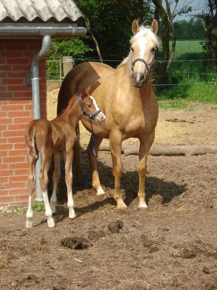 Palomino Royal Diamond billede 10