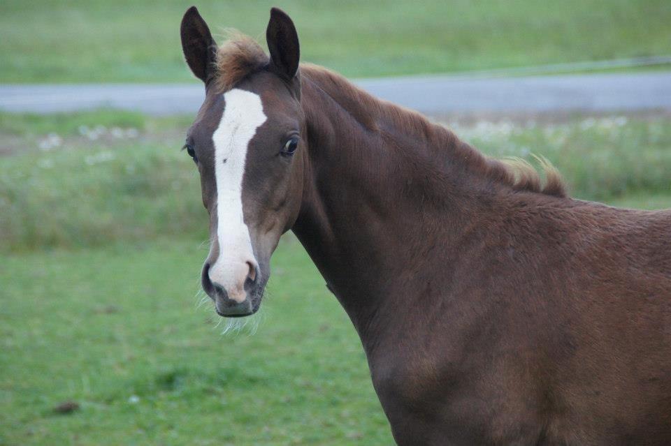 Palomino Royal Diamond billede 11