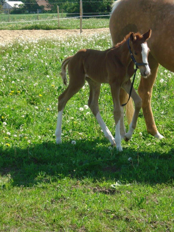 Palomino Royal Diamond billede 12