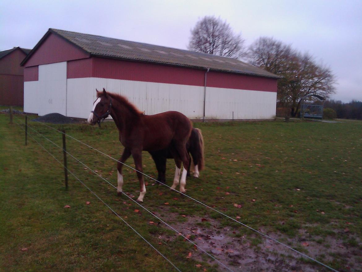 Palomino Royal Diamond billede 13