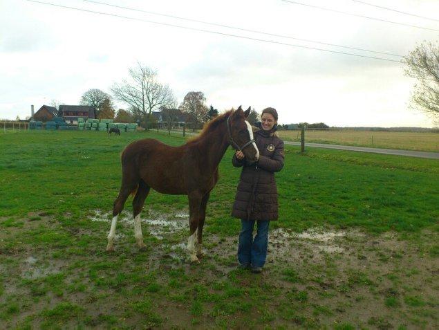 Palomino Royal Diamond billede 14