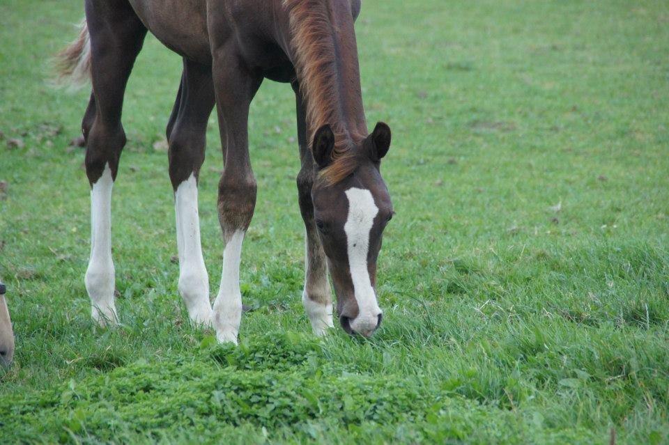 Palomino Royal Diamond billede 15