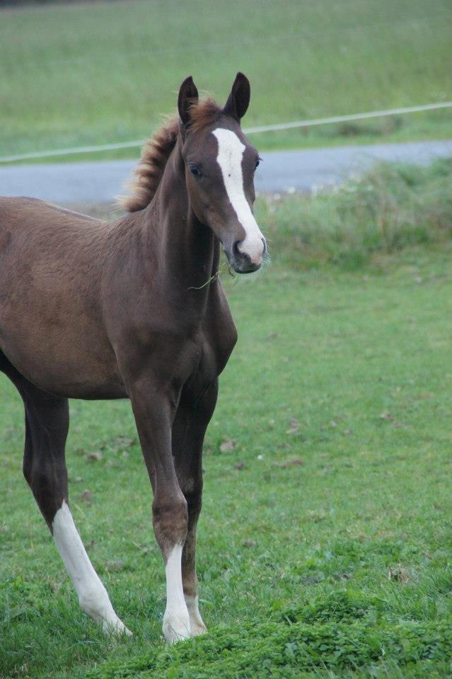 Palomino Royal Diamond billede 16