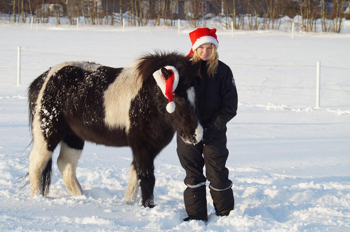Islænder Hafnir, hesten uden pandelok :P billede 2