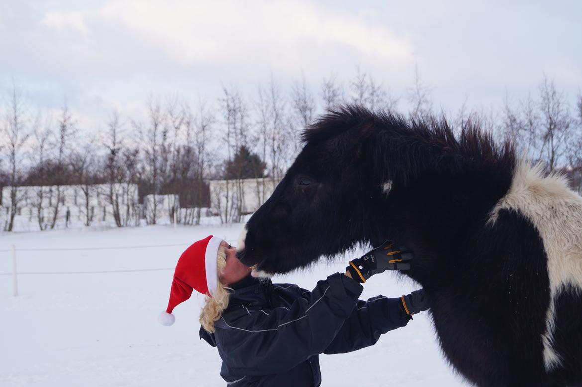 Islænder Hafnir, hesten uden pandelok :P billede 10
