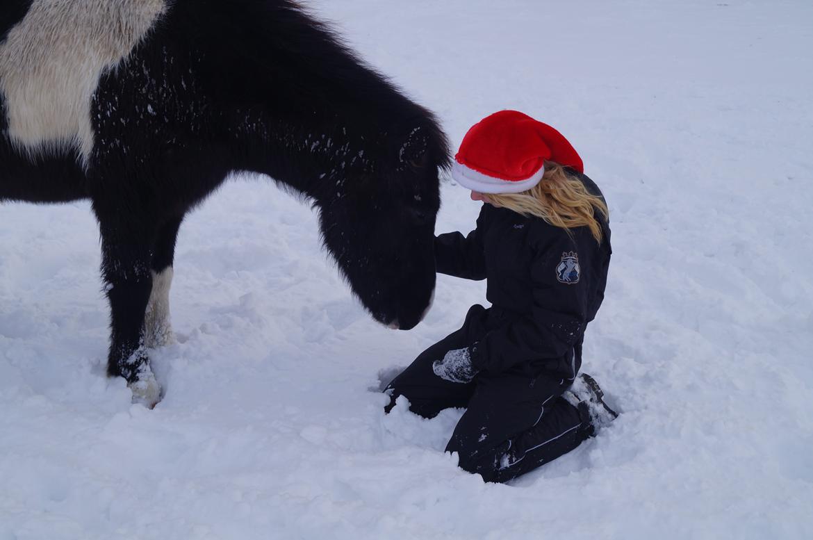 Islænder Hafnir, hesten uden pandelok :P billede 12