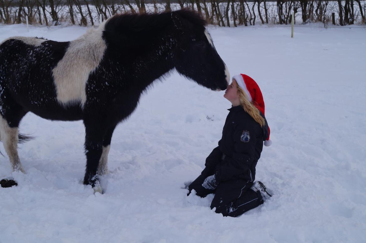 Islænder Hafnir, hesten uden pandelok :P - Han bed mig i hagen! D: billede 18