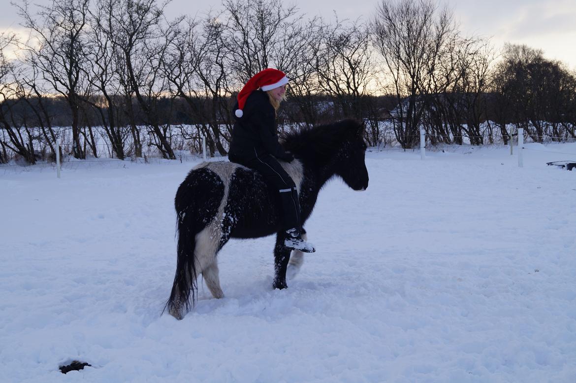 Islænder Hafnir, hesten uden pandelok :P - Aller første tur, uden nogle der trækker, glæder mig til at ride dig, Haffi!<3 billede 8