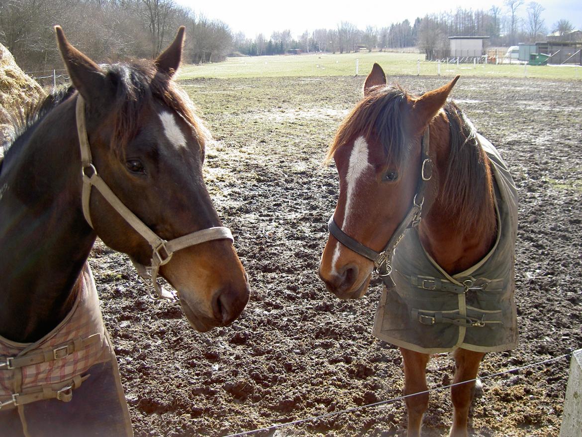 Traver Dupont - Dupont,ham med lang blis. April 2006 billede 16