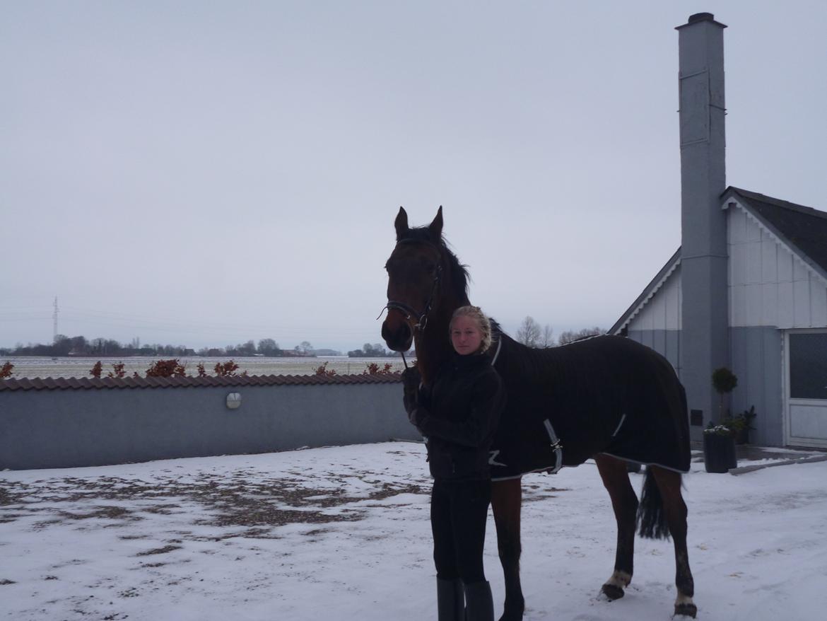 Norsk Varmblod  Arlando billede 13